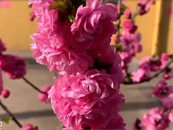 靜心養(yǎng)老院-視頻